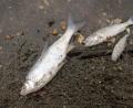 Symbolbild: Klaus-Dietmar Gabbert/dpa-Zentralbild/dpa/Archivbild
Verendete Fische liegen an einem Strand.