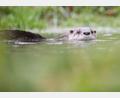 Symbolbild: Lino Mirgeler/dpa
Die Jagd auf den Fischotter darf nun ganzjährig ausgeübt werden – und das fast in der ganzen Oberpfalz.