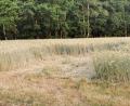 Bild: Karl Meier/exb
Nach vermeintlichen Bohrungen für den Süd-Ost-Link ist ein Feld bei Almesbach in der Nähe von Weiden beschädigt.