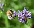 Symbolbild: Bernd Weißbrod/dpa
Eine Biene sammelt Nektar auf einer Lavendelblüte. Aus dem Nektar produzieren die Bienen den Honig, der für das Bienenvolk als Nahrung dient.