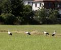 Bild: Hans Lenk/exb
Die vier Störche suchen ganz nah bei den Häusern bei Friedenfels auf den feuchten Wiesen Futter.