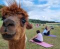 Bild: scm
Flöckchen beobachtet neugierig die Teilnehmerinnen beim Alpaka-Yoga auf dem Konradenhof.