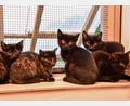 Bild: Stephan Huber
Diese fünf Babykatzen wurden in der Brauerei Bruckmüller in Amberg eingefangen.