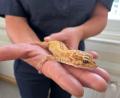 Bild: Polizeinspektion Halle/Saale/dpa
Ein Polizeibeamter präsentiert einen Afghanischen Leopardgecko im Polizeirevier in Neustadt/Saale.