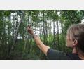 Bild: bl
Birgit Simmeth, Gebietsbetreuerin für den Naturpark Oberpfälzer Wald, identifiziert die Moorbirke mit Hilfe ihrer Blätter. Mit zunehmenden Dürre-Phasen sieht es langfristig auch im Kulzer Moss nicht gut aus für den "Baum des Jahres 2023".