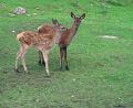Bild: bsc
Die vor einigen Wochen geborenen zwei jungen Rotwildkälber erfreuen derzeit die Besucher des Rotwildgeheges beim Waldhaus im Steinwald