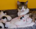 Bild: Petra Hartl
Im Tierheim Amberg brachte eine Katzenmutter acht Babys zur Welt. Die Anzahl ist dort bislang einmalig. Normalerweise haben Katzen bei eine Wurf im Schnitt drei bis fünf Junge.