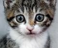 Bild: Axel Heimken/dpa
Katzen sind beliebte Haustiere. Leider landen aber auch viele in Tierheimen. Wer soll die Kosten dafür tragen?