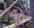 Bild: Bayerische Staatsforsten
Zerklüftete Felsentürme und Waldeinsamkeit: Der Steinwald bietet dem Luchsweibchen und seinem Nachwuchs gute Lebensbedingungen.