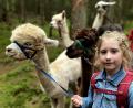 Bild: R. Kreuzer
Die Schirmitzer Kinder führen im Ferienprogramm Alpakas durch den Pirker Wald.