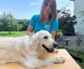 Bild: Stefanie Roth
Dorn-Osteopathin Jana Hansl übt die Handgriffe im Garten in Trabitz an der eigenen Golden-Retriever-Hündin Leila.