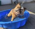 Bild: Verena Lingl
An heißen Tagen freut sich auch der Hund über Abkühlung im Wasser,