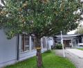 Bild: fvo
Der Apfelbaum vor dem Eingang zur Marktverwaltung am Rathaus Waldthurn ist mit dem gelben Band zur Entnahme von Früchten für den Eigenbedarf gekennzeichnet.