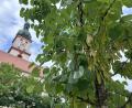 Bild: Andreas Royer
Sehr gut mit dem Klimawandel kommt der Judasbaum zurecht. Drei davon pflanzten die Stadtgärtner als Ersatz für Rotdorne am Luitpoldplatz.