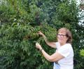 Bild: fvo
Kräuterpädagogin Gertie Kreuzer aus Waidhaus prüft, ob die Kornel-Kirschen bereits geerntet werden können.
