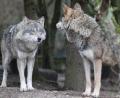 Bild: mfh
Teile der nördlichen Oberpfalz sind Wolfsgebiet. Seit Mai gibt es Regelungen, die den Abschuss von Wölfen erleichtert, sowie Schutzmaßnahmen für Landwirte und Nutztierhalter, die vor Schäden durch Wölfe schützen sollen.