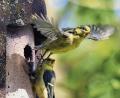 Archivbild: Holger Schmitt/dpa 
Nistkästen helfen dabei, Vögel im Garten anzusiedeln.