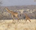 Bild: -/Eckart Demasius &amp; Giraffe Conservation Foundation (GCF)/dpa
In Namibia ist dises Giraffenbaby (r) ohne Flecken in freier Wildbahn gesichtet worden.