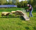 Bild: Laura Fröhler
Noch füttert der Lennesriether Peter Müller ein Auge auf seine Schafe. Er füttert sie und schaut täglich nach den Tieren, die bei Flossenbürg ein Solarfeld von zu hohem Bewuchs befreien. Bis er Ende des Jahres die Schafzucht aufgibt, zählt er zu den knapp 180 Schafshaltern im Landkreis Neustadt/WN.