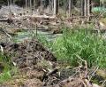 Bild: lue
Zahlreiche Naturschutzprojekte, wie etwa die Renaturierung von Mooren im Steinwald, werden durch den Forstbetrieb Waldsassen durchgeführt, um klimaresistente Wälder für die Zukunft zu erhalten. Moore sind ein wichtiger CO₂-Speicher.