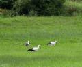 Bild: gz
Mama Storch und ihre Zwillinge machen sich vor dem Abflug noch einmal auf Futtersuche.