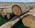 Bild: Gabi Schönberger
Die Brennholzpreise bleiben stabil. Die Holzbetriebsgemeinschaften und Waldbesitzervereinigungen im Landkreis Neustadt/WN können alle Anfragen von Kunden nach waldfrischem Holz ab Waldstraße bewerkstelligen.