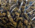 Symbolbild: Hendrik Schmidt/dpa
Wegen des Handels mit Marihuana und anderen Drogen stand ein 22-Jähriger vor dem Schwandorfer Schöffengericht.