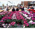 Bild: lg
Kaffeepause für die Marktbesucher inmitten eines Blumenmeers von Alpenveilchen.