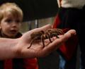 Bild: Insectophobie/exb
Solche Spinnen gibt es bei der Ausstellung im Musikomm zu sehen.