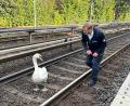 Bild: Hamburger Hochbahn/dpa
Ein Schwan und Hamburgs Schwanenvater Olaf Nieß laufen auf der Gleisanlage der Hamburger Hochbahn zwischen den Haltestellen Klein Borstel und Ohlsdorf.