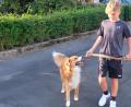 Bild: do
Hunde an die Leine. Bei Appellen an die Hundebesitzer soll es in der Gemeinde Speinshart nicht bleiben. Eine Anleinpflicht regelt künftig eine Verordnung, die der Gemeinderat einstimmig beschloss
