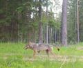 Bild: Bundesforstbetrieb Grafenwöhr
Am 13. Mai 2023 ist diese Wölfin mit "erkennbarem Gesäuge" auf dem Truppenübungsplatz mit einer Wildkamera fotografiert worden.