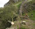 Bild: Owen Humphreys/PA Wire/dpa
Der illegal gefällte Berg-Ahorn-Baum („Sycamore Tree“) am Hadrianswall in Northumberland.