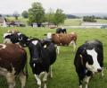 Bild: Daniel Delang/exb
Im Landkreis Schwandorf gibt es 1824 landwirtschaftliche Betriebe, darunter 133 Ökobetriebe. Was den Landwirten am Herzen liegt kam auch immer wieder beim Wahlkampf für die Landtagswahl am 8. Oktober zur Sprache.