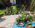 Bild: Obst- und Gartenbauverein Erbendorf/exb
Die Pflanzentauschbörse des Obst- und Gartenbauvereins Erbendorf bot verschiedene Gewächse an, im Bild zu sehen ein Teil des Angebots.
