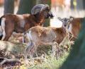 Symbolbild: Michael Matthey/dpa
Ein männliches (hinten) und ein weibliches Mufflon stehen in einem Tierpark. Wem die gesichteten und angriffslustigen Exemplare aus Michldorf gehören, ist unklar.