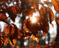 Symbolbild: Wolfgang Kumm
Die untergehende Herbstsonne scheint durch das Laub von Buchen.