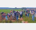 Bild: ld
Ein Foto wie es früher üblich war: Kartoffelernte im Herbst.