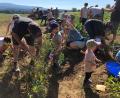 Bild: FGV Waldershof/exb
Viele Helfer gab es beim Kartoffelgraben des FGV Waldershof.