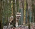Symbolbild: Klaus-Dietmar Gabbert/zb/dpa
Immer wieder machen Erzählungen von Wolfssichtungen aus dem Hessenreuther Wald die Runde. Das Landesamt für Umwelt vermeldet allerdings noch keinen gesicherten Nachweis auf ihren Monitoring-Seiten. Wie passt das zusammen?
