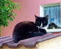 Bild: privat/ exb
Ein Nachbarshund hat Katze Chilly gebissen.