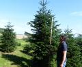 Bild: sl
Im T-Shirt und mit Messlatte sind die Besucher unterwegs, um sich schon jetzt einen Christbaum auszusuchen.