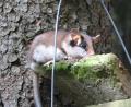 Bild: Rudi Leitl
Der Gartenschläfer: eine Zufallsbegegnung mit "Zorro" im Naturpark Steinwald.