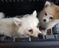 Bild: PI Schwandorf/exb
Mehrere Hundewelpen wurden am Samstag in Schwandorf auf dem Parkplatz eines Verbrauchermarktes illegal angeboten.