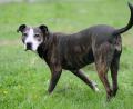 Bild: Soeren Stache
Für Listenhunde wird in Amberg künftig eine höhere Steuer erhoben.
