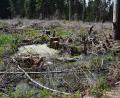 Bild: lue
Dieser Bereich des Fuchslohmoors im Forstrevier Pullenreuth wird seit 2019 renaturiert.