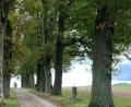 Bild: grm
Im Jahr 1900 ließ die Familie Lukas aus Hermannsberg von ihrem Hof weg einen Kreuzweg errichten und wahrscheinlich auch die Bäume pflanzen – heute die „vielleicht schönste Eichenallee“ des Naturparks Oberpfälzer Wald mit herrlichem Rundblick auch auf die Burg Leuchtenberg.
