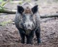 Symbolbild: Jens Büttner/dpa
Bei einer Jagd auf Wildschweine bei Niedermurach wurde im Dezember 2022 ein Mann durch einen Schuss verletzt.