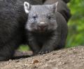 Bild: Yvonne Riedelt/Zoo Hannover/dpa
Der Wombat-Nachwuch im Zoo Hannover.