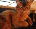 Bild: lue
Manchmal sind es die kleinen Dinge im Leben, die Lucia Brunner Freude im Alltag bereiten. Etwa, wenn sich ihre Katze im Homeoffice einfach auf ihren Schoß setzt.